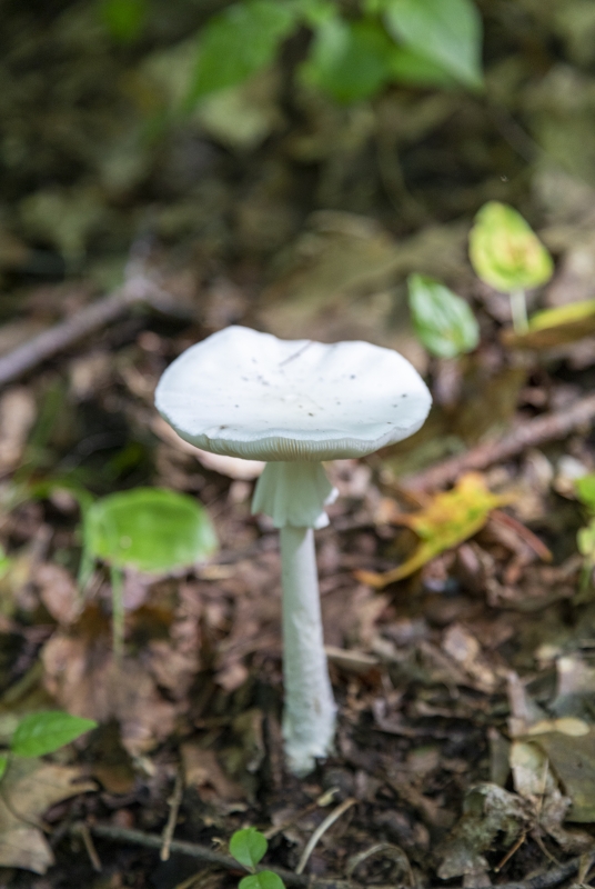 Death Cap Mushroom Aug 2021